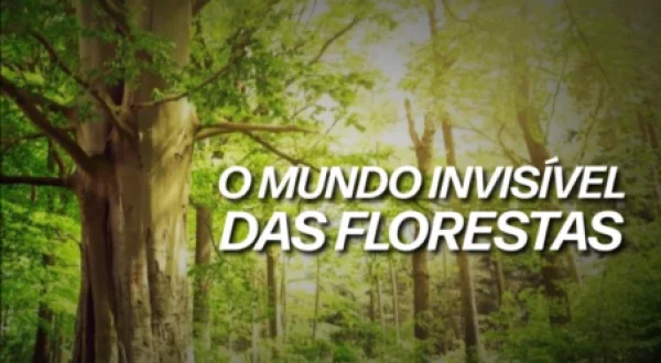 O mundo invisível das florestas
