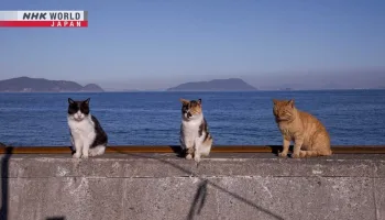 A Cat's-Eye View of Japan