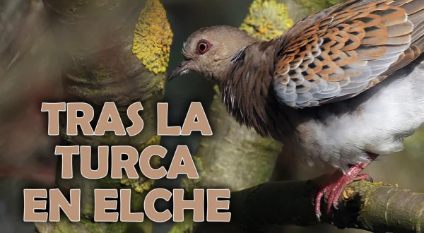Tras la turca en Elche