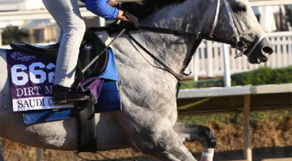 Paardensport Hoogtepunten