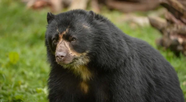 Zoo und so – Tierisch wild!