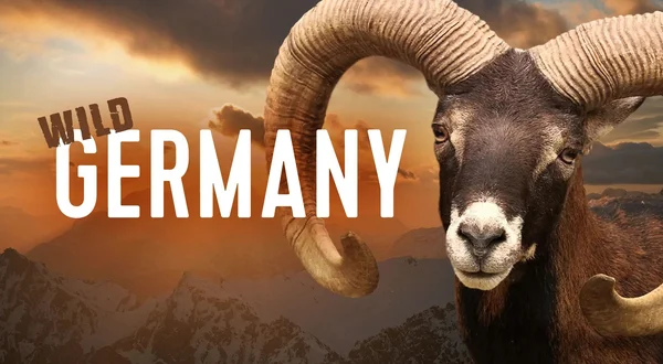 Wild Germany