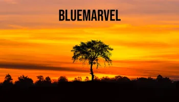 BlueMarvel