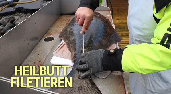 Heilbutt filetieren