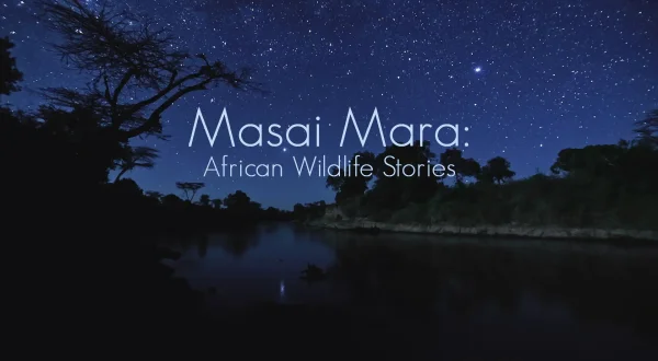 Masai Mara: African Wildlife Stories