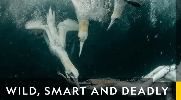 Wild, Smart and Deadly