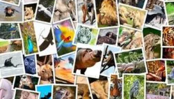 Animales extraordinarios de Australia