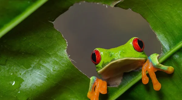 Wild Costa Rica