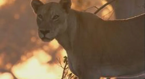 Afrique: à la vie, à la mort