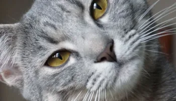 Tips para vivir con gatos