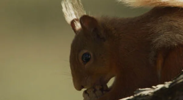 Scozia: Natura Selvaggia Per Quattro Stagioni