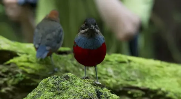 Destination Wild : Philippines