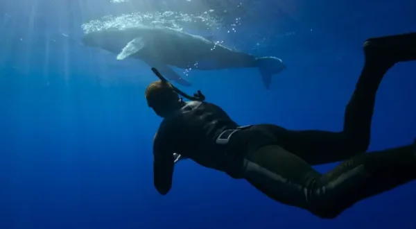 À la rencontre des baleines avec Steve Backshall
