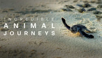 Incredible Animal Journeys