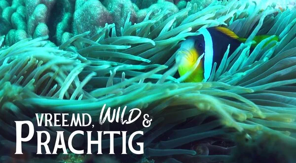 Vreemd, Wild & Prachtig