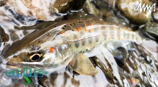 TROUT QUEST 28 揖斐川のアマゴ