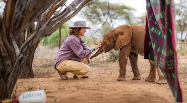 Bébés éléphants, l'espoir de Reteti
