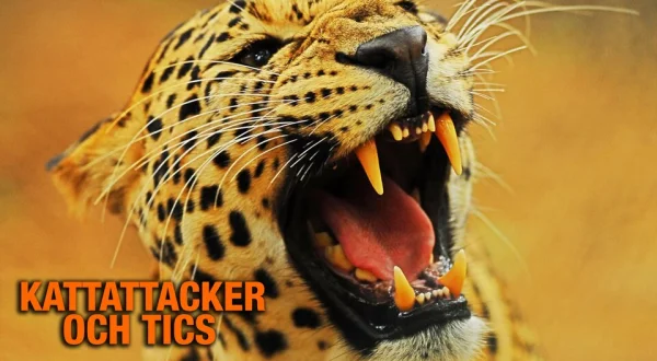 Kattattacker och tics