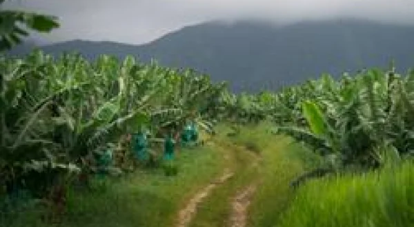 Les Antilles empoisonnées, la banane et le chlordécone