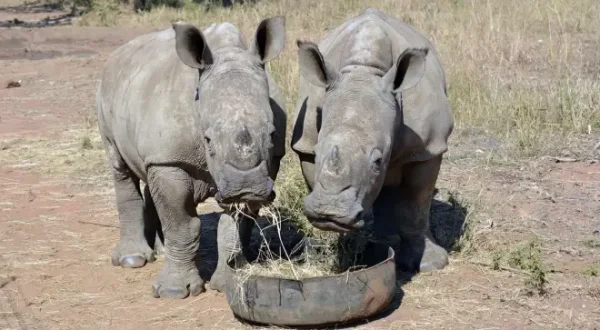 The Rhino Orphanage