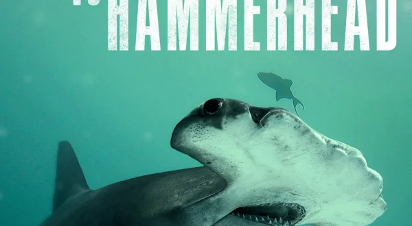 Bull Shark vs. Hammerhead