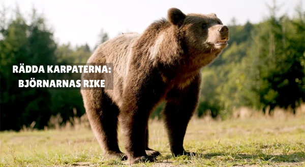 Karpatene: Bjørnens rike