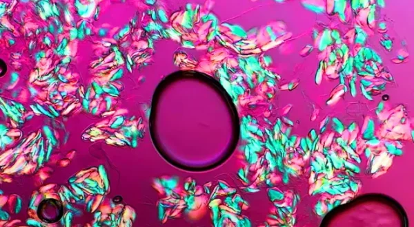 Créatures microscopiques