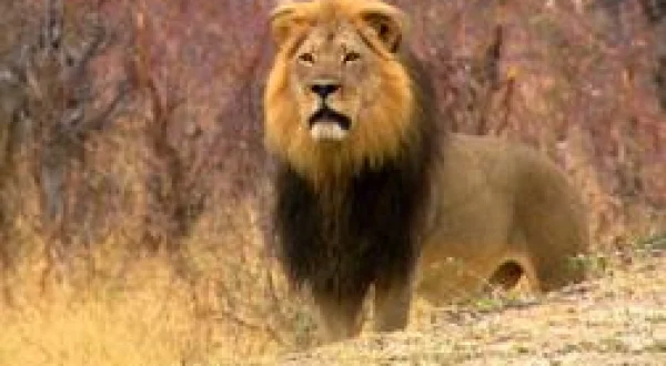 Un lion né pour régner