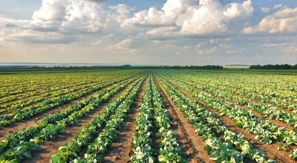 Le journal télévisé de l'agriculture
