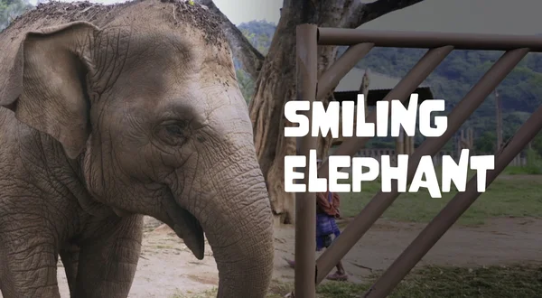 Smiling Elephant