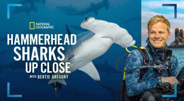 Hammerhead Sharks Up Close with Bertie Gregory