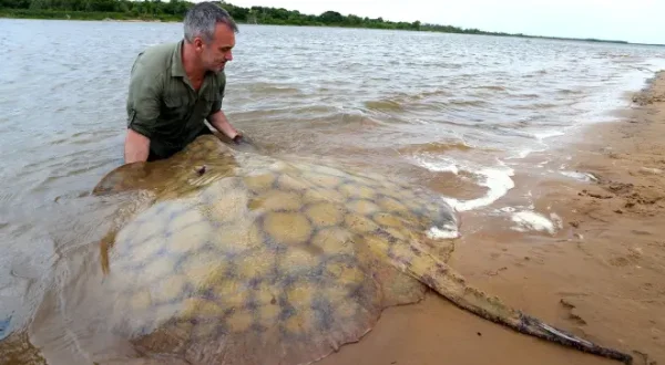 Giganten unter Wasser - Riesenfischen auf der Spur