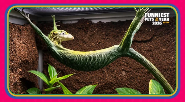 Funniest Pets of the Year So Far 2026