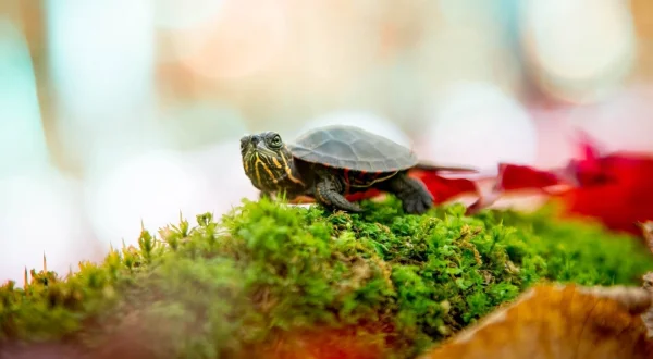 Kleine Tiere auf großer Reise