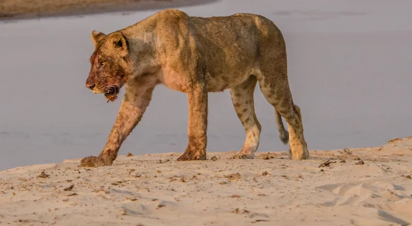 Africa's River Titans