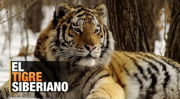 El tigre siberiano