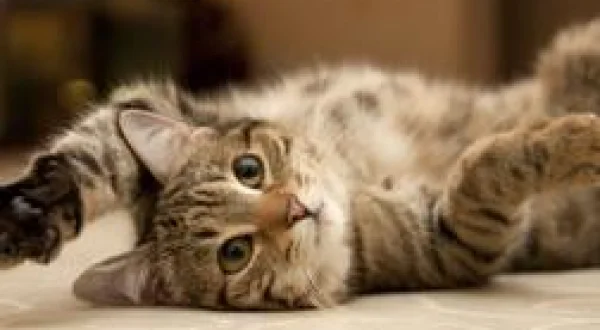 La vie secrète des chats