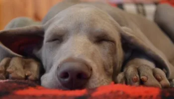 Tempo de Dormir