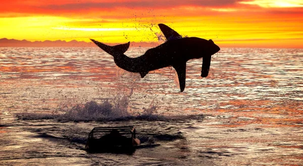 Air Jaws: Top Gun Sharks