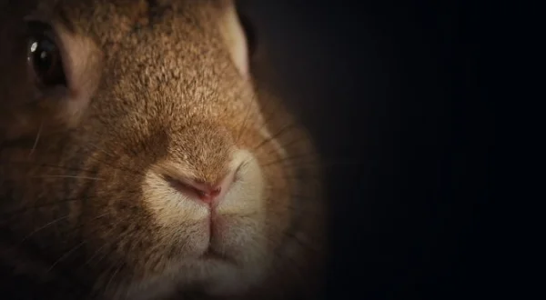 Les super-pouvoirs des lapins | The Surprising World of Rabbits / Les super pouvoirs du Lapin