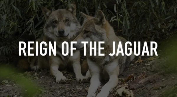 Reign of the Jaguar