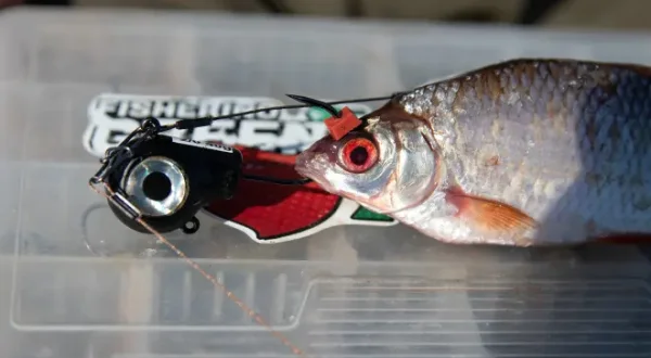 Hechtangeln mit Köderfisch am Fireball