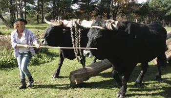 Los trabajos de bueyes y vacas de raza Serrana Negra en el arrastre de la madera en el monte
