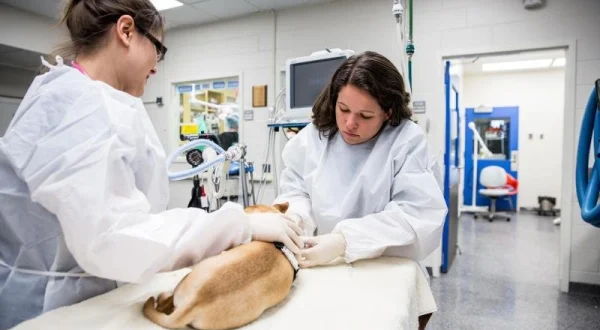 Život na Veterinární univerzitě - Nouzový císařský řez