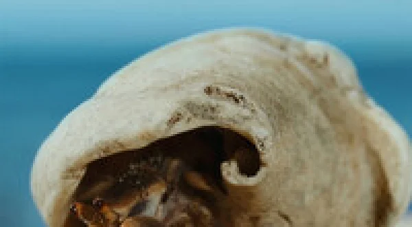 The Secret Life of the Hermit Crab