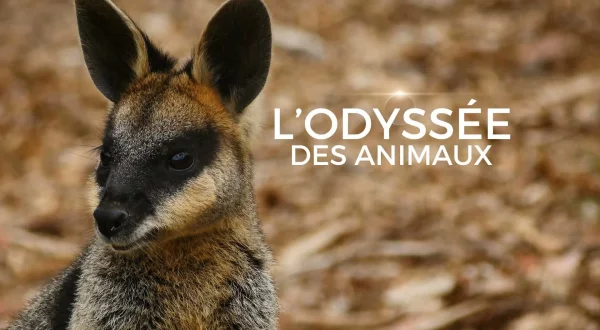 L'odyssée des animaux