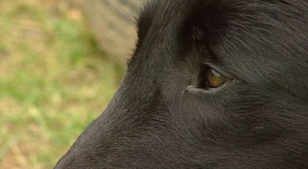 Unser Hund