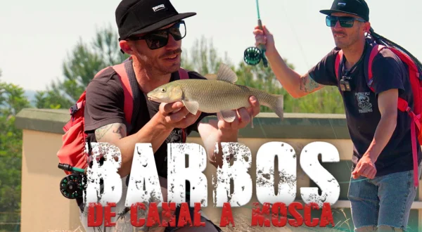Barbos de canal a mosca