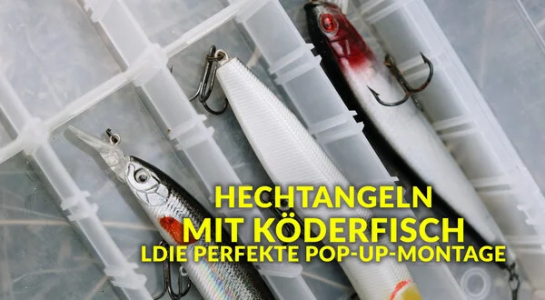 Hechtangeln mit Köderfisch - Die perfekte Pop-up-Montage
