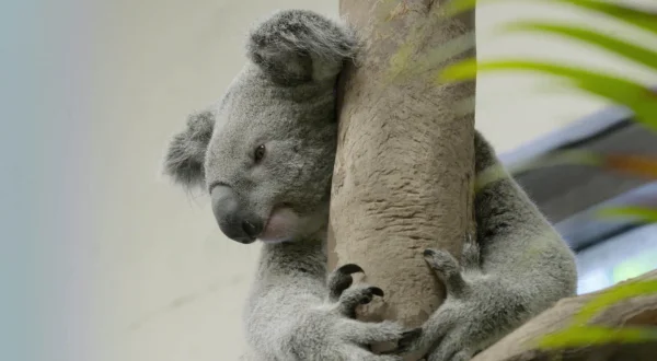 Secrets of the Zoo: Tampa the Wild Side Updates